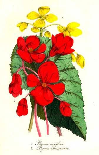 B. ‘Prestoniensis’